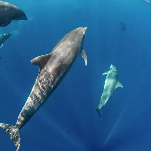 A pod of Indo-Pacific bottlenose dolphin (Tursiops aduncus), off Bangka Island, off the northeastern tip of Sulawesi, Indonesia, Southeast Asia, Asia