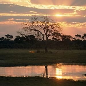 Sunset and waterhole, Hwange National Park, Zimbabwe, Africa