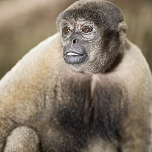 Brazil, Amazon, Brown woolly monkey (Lagothrix lagothricha)