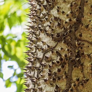 Ceiba Tree Trunk at Tayrona National Natural Park, Magdalena Department, Caribbean