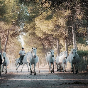 White Wild Horses of Camargue, Aigues Mortes, Southern France