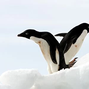 Adult Adelie penguin pair (Pygoscelis adeliae) hauled out on an iceberg at Devil Island, Antarctic Peninsula. Adelie penguins are truly an ice dependant penguin species