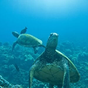 Adult green sea turtle (Chelonia mydas) in the protected marine sanctuary at Honolua Bay on the northwest side of the island of Maui, Hawaii, USA. The range of this species extends throughout tropical and subtropical seas around the world, with two