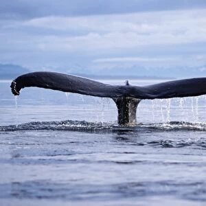 Adult humpback whale fluke-up dive in Frederick Sound, southeast Alaska, USA