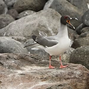 Adult Swallow-tailed gull (Creagrus furcatus) on Espanola Island in the Galapagos Island Archipeligo, Ecuador. Pacific Ocean. This species of gull is endemic to the Galapagos Islands. It is also a nocturnal feeding gull (note the red ring around