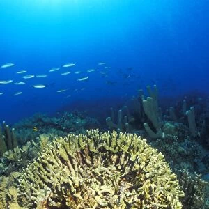 Anchor damaged Coral (Antler Pocillopora Coral, Pocillopora sp. ). Gorontalo, Sulaweis, Indonesia