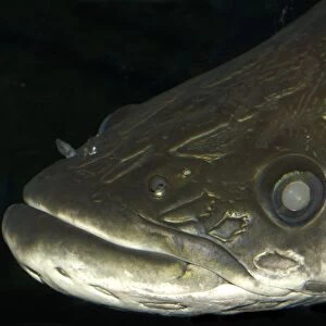 Arapaima or pirarucu face detail, Arapaima gigas; largest freshwater fish, naturally occurs in the Amazon river basin, mainly in Brazil; photo taken in