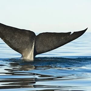 Blue whale, (balaenoptera musculus), endangered, Gulf of California Mexico