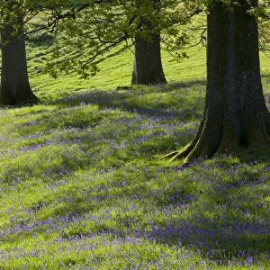 Bluebells in Spring near Ambleside UK