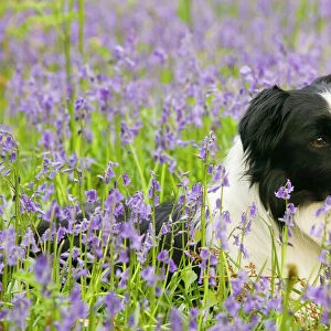 A Border Collie dog in bluebells in the Lake District UK