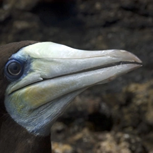 Brown booby, Sula leucogaster, male close up St. Peter and St. Pauls rocks, Brazil, Atlantic Ocean