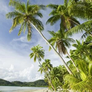 Coconut palms at the Walu Beach Resort on Malolo Island off Fiji