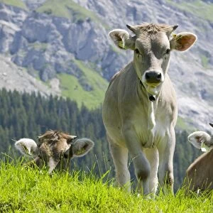 Cows in an alpine pasture above Flims Switzerland