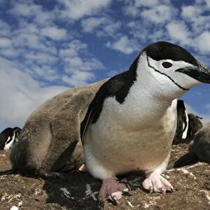 Curious adult chinstrap penguin (Pygoscelis antarctica) inspects the camera on Deception Island, Antarctica
