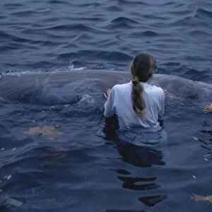 Cuviers Beaked Whale (Ziphiius cavirostris) rescue in Horta Harbour. Azores
