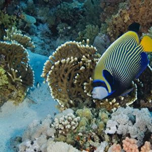 Emperor angelfish (Pomacanthus imperator) with coral garden background, Egyptian Red Sea, 29-6-07