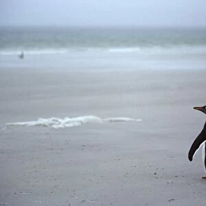 Gentoo penguin walking down the beach alone in misty rain. (Pygoscelis papua). Carcass Island, Falkland