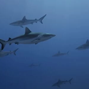 Gray reef sharks, Carcharhinus amblyrhynchos, glide over reef, Chuuk, Federated States of Micronesia, Pacific. (Restricted Resolution, please contact us). (RR)