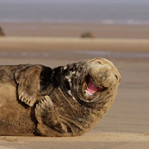Grey Seal, Halichoerus grypus, adult male lying on beach yawning. Donna Nook, Lincolnshire, UK. (RR)