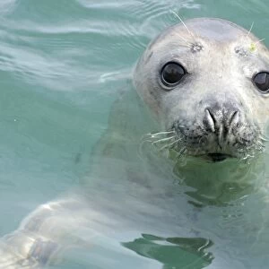 Grey seal (Halichoerus grypus), young seal Pembrokeshire, Wales, UK (RR)