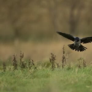 Hooded Crow (Corvus corone cornix) coming into land on a grassy meadow, wings open. Isle of Mull, Argyll, Scotland