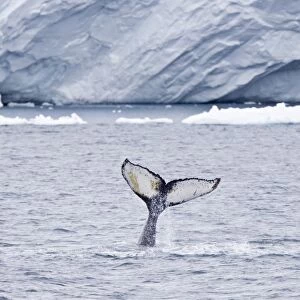 Humpback whale (Megaptera novaeangliae) surfacing near the Antarctic Peninsula. One of the larger rorqual species, adults range in length from 12 16 metres (40 50 ft) and weigh approximately 36, 000 kilograms (79, 000 lb). The humpback has a