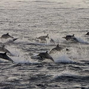Long-beaked Common Dolphin pod (Delphinus capensis) encountered off Isla Espiritu Santo in the southern Gulf of California (Sea of Cortez), Baja California Sur, Mexico