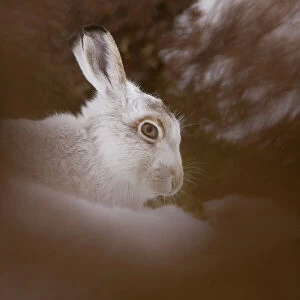 Mountain Hare (Lepus timidus) lying in snow with heather poking through snow. highlands, Scotland, UK