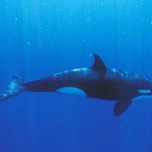 Orca, underwater (Orcinus orca). Mexico, Sea of Cortez. (rr)