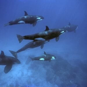 Orcas including adult male underater. (Orcinus orca). Off Punta Espejo, Marchena Island, Galapagos, Ecuador