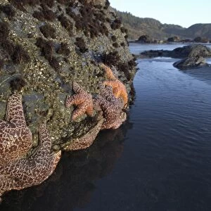 Purple ochre sea star, Pisaster ochraceus, at Lone Ranch Beach, Oregon, USA