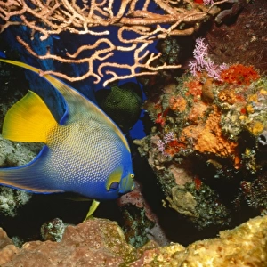 Queen Angelfish (Holacanthus ciliaris). Brightly coloured adult swimming against a coral background, Cozumel, Mexico