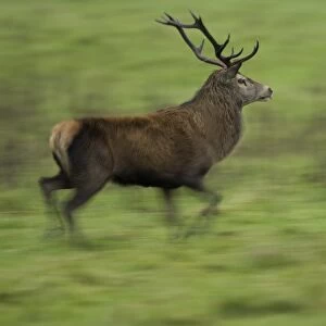 Red Deer (Cervus elaphus) running, taken with slow shutter speed to give sense of movement and speed. Isle of Mull, Argyll, Scotland