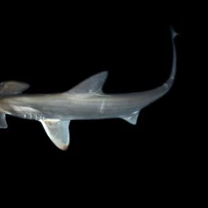 Scalloped hammerhead shark pup, Sphyrna lewini, kept for research, Hawaii Institute of Marine Biology, Kaneohe, Hawaii