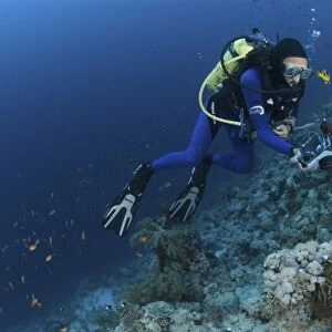 Scuba Diver on Red Sea coral reef, Red Sea