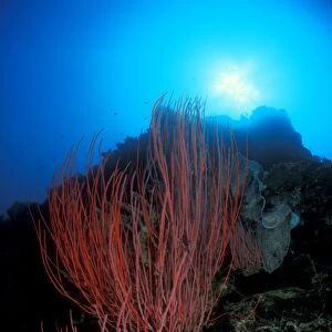 Sea Whips (Ellisella sp. ) under sun. Gorontalo, Sulawesi, Indonesia
