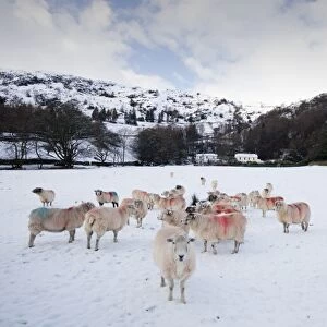 Sheep in a field in Grasmere in the Lake District National Park UK in snow