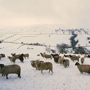 Sheep on Kirkstone Pass in the Lake District in winters snow UK