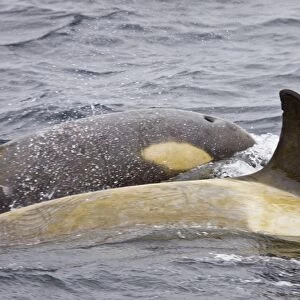 A small pod of about 12 Type B Orca (Orcinus nanus) encountered in Southern Gerlache Strait near the western side of the Antarctic Peninsula, Antarctica. This group was traveling in association with both humpback whales and Antarctic fur seals
