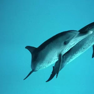 Spotted Dolphin pair (Stenella frontalis). Caribbean