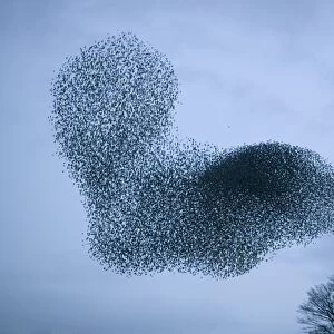 Starlings flying to roost near Kendal Cumbria UK