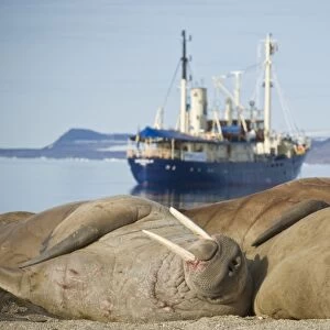 The Stockholme, Ship, Walrus, Rookery, Haul Out, Colony. Longyearbyen, Svalbard, Norway