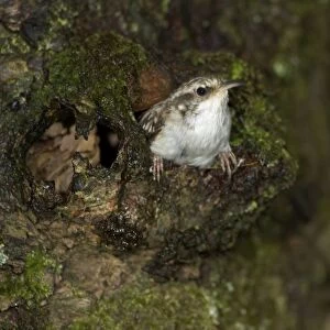 Treecreeper (Certhia familiaris) leaving nest in bark after feeding young. Argyll, Scotland, UK