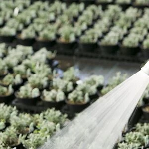 Watering plants at a garden centre in Bodmin Cornwall UK
