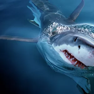 White shark looks above water (Carcharodon carcharius). South Africa