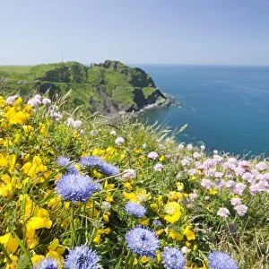 Wildflowers near Hartland Point in Devon UK