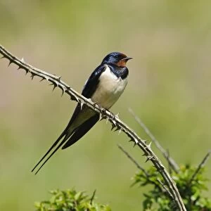 Barn Swallow (Hirundo rustica) adult, perched on bramble stem, Martins Haven, Pembrokeshire, Wales, May