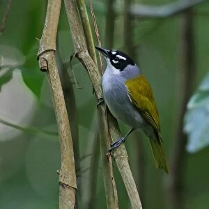 Black-crowned Palm-tanager (Phaenicophilus palmarum) adult, perched on vine, Bahoruco Mountains N. P