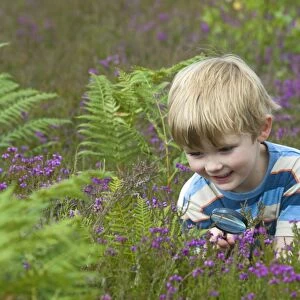 Boy with magnifying glass amongst heather on heathland, North Norfolk, England, july