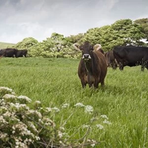 Domestic Cattle, Brown Swiss dairy cows, herd grazing in long grass, Whitewell, Clitheroe, Lancashire, England, may